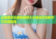 云南普洱采蘑菇视频大全精选实拍教学与采摘指南